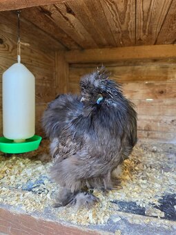 Hodvábničky USA - kohútik - 4