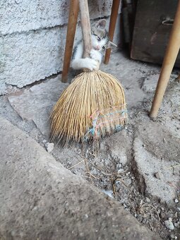 Darujem Mačiatka 2 mesacne - 4