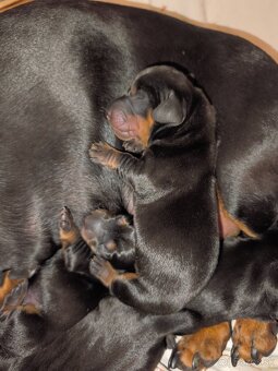 Trpasliči jazvečík - 4