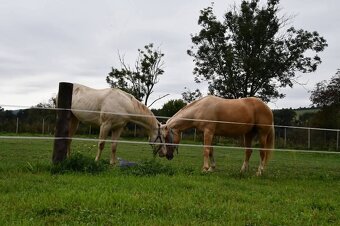 USTAJNENIE / JAZDENIE - 4