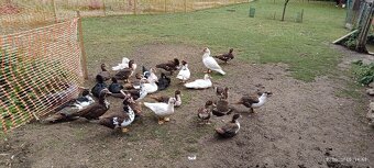 Činské pižmové kačice - 4