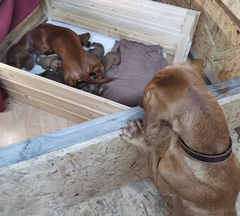 Jazvečík štandard   šteniatka - 4