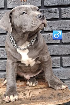 AMERICAN BULLY - 4