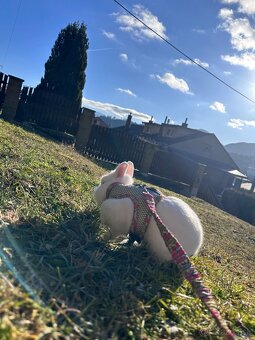 Predám bieleho zajač - 4