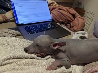 Americký bezsrstý teriér - štěně (fenka) - 4