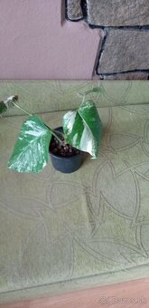 Monstera variegata - 4