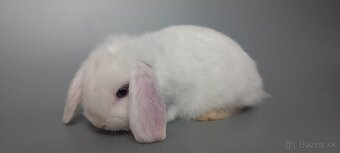Mini Lop - 4