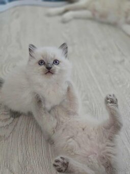 Ragdoll mačiatka - 4
