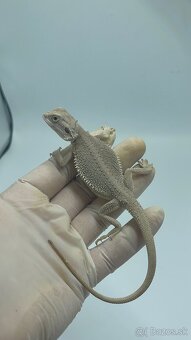 Agama bradatá – Zero (biela forma) - 4