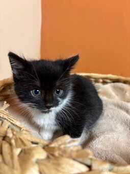 Roztomilé mačiatka hľadajú domov – zdarma - 4