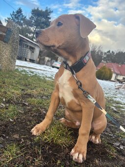 Americký stafordsirsky terier, Stafford, amstaf - 4