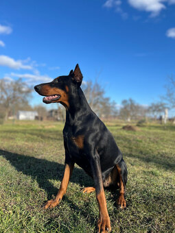 Doberman - šteniatka - 4