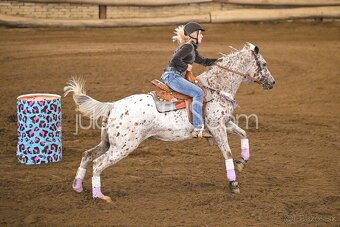 Appaloosa kobylka - 4