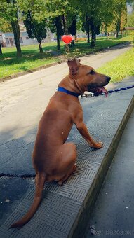 Bulterier x americký pitbull teriér - 4