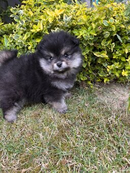 Špic Pomeranian Čierno pálená fenka - 4