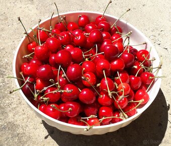 REZERVE-Čerešne 2,50 Eur/kg, BIO kvalita - 4