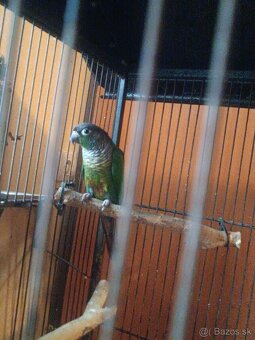 Pyrura zelenolíca - 4