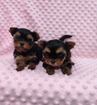 Yorkshire terrier - 4