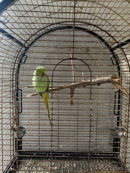 Alexander malý Samec (rozprávajúci) + klietka - 4