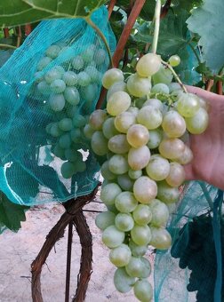 Predam sadenice vinica - 4