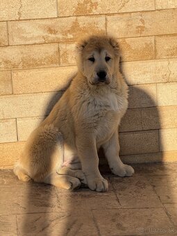 Stredoázijský ovčiak SAO - 4