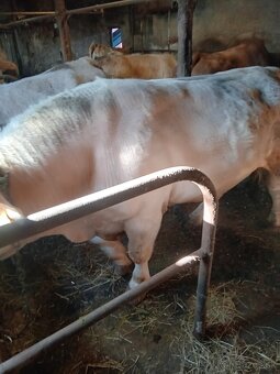 Byk chatolais - 4