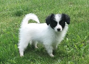 Fenka phalene s PP (papillon s ušima dolů) - 4