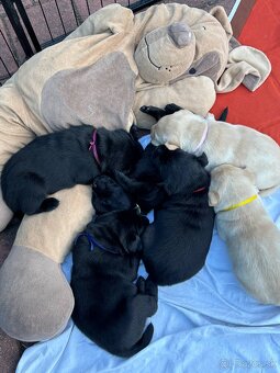 Labrador retriever - 4