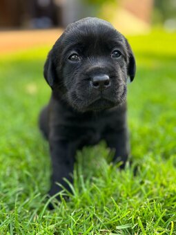 Labrador retriever - 4
