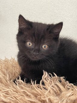 Britské mačiatka - 4