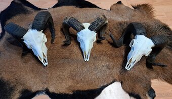 Trofeje, baran a cap - 4