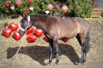 Čierny andalúzsky PRE v Poľsku, valach - 4