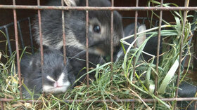 Predám králiky - holandský králik, bielopesíkatý čierny - 4