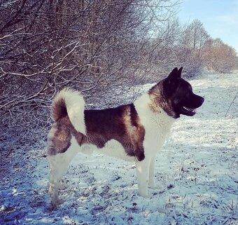 Americká Akita - American Akita - 4