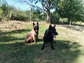 Belgický ovčiak Malinois / Nemecký ovčiak - 4