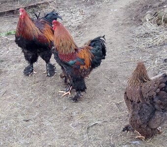 Brahmanky jarabičie NV - 4