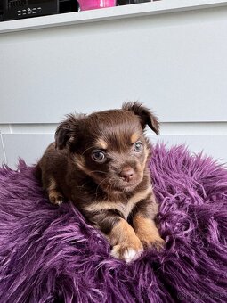 Predám šteniatka čivavy bez PP - 4