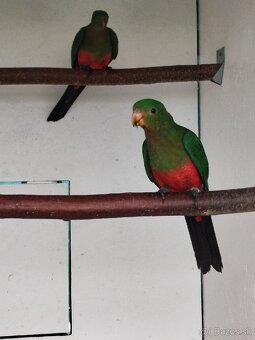 Papagáj kráľovský - 4