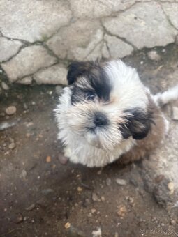 Krasne steniatko shitzu❤️❤️ - 4