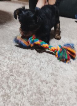 Yorkshirsky teriér - 4