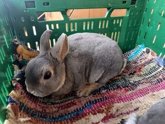 Zakrslý králik - 4