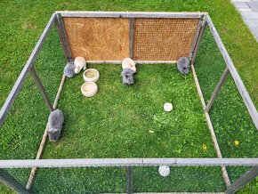 Zakrslé králiky , zakrslé zajace,  zajačiky - 4