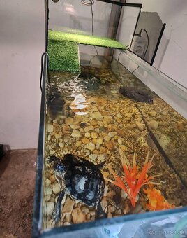 Akvárium z taratium na vrhu aj externý filter rybky a prísav - 4