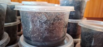 Chvostoskoky / springtails - 4