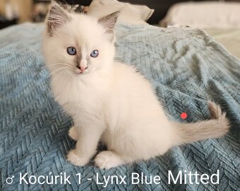 Ragdoll mačiatka bez PP - 4