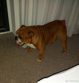 Anglicky bulldog ,buldog, buldok s pp - 4