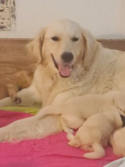 Zlatý retriever. - 4