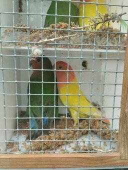 agapornis ružovohrdlý - 4