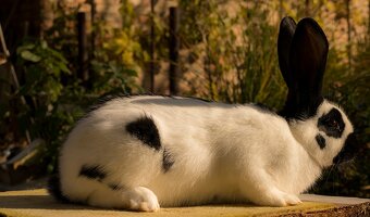 Nemecký obrovitý strakáč - 4