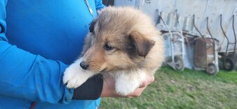 Kólia dlhosrstá - 4